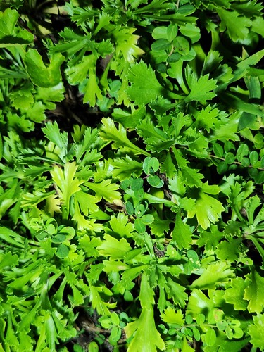 Artemisia japonica, photograph 5