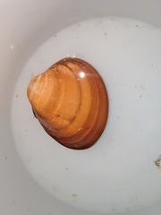 Megapitaria aurantiaca