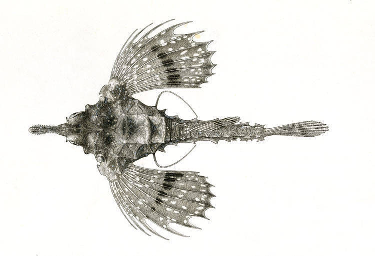 Hawaiian Seamoth