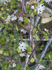 Muehlenbeckia complexa complexa