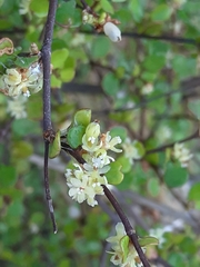 Muehlenbeckia complexa complexa