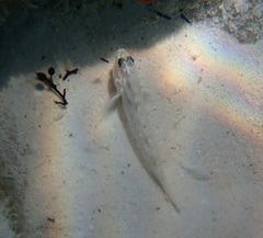 Coryphopterus glaucofraenum