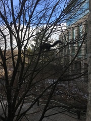 Sciurus carolinensis