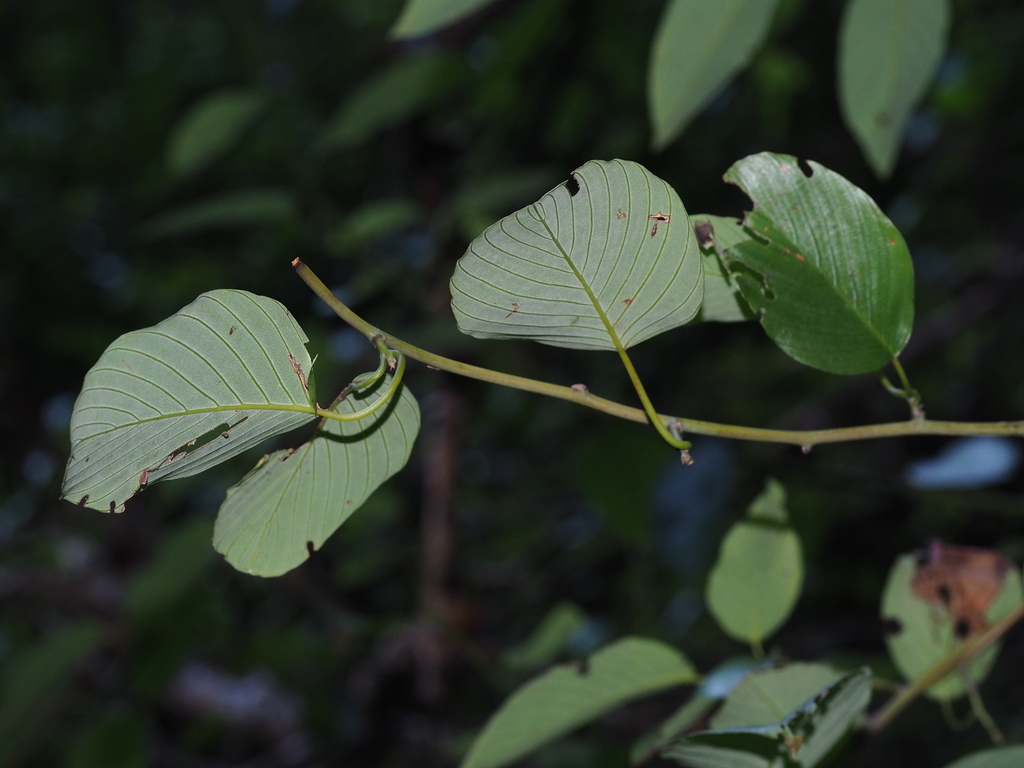 Berchemia huana