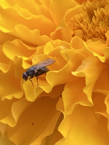 Thricops cunctans