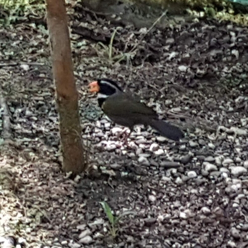Orange-billed Sparrow (Arremon aurantiirostris), photo 10
