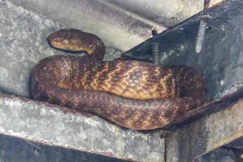 Brown Tree Snake sighting