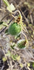 Passiflora santiagana