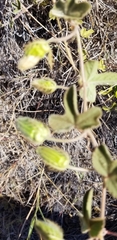 Passiflora santiagana