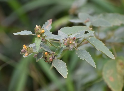 Malvastrum americanum