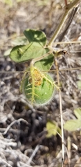 Passiflora santiagana