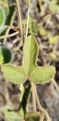 Passiflora santiagana