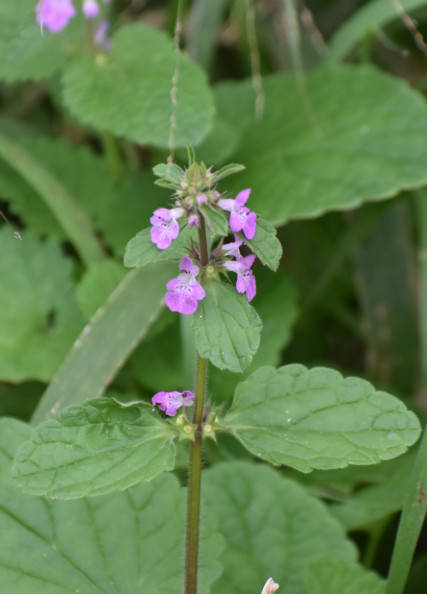 Stachys drummondii