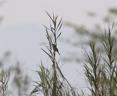 Emberiza spodocephala