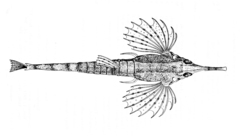 Long-Tailed Dragonfish photo 2