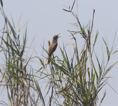 Acrocephalus stentoreus