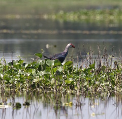 Porphyrio poliocephalus