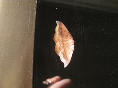 Sarisa muriferata