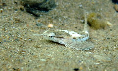 Dragonfish photo 2