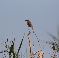 Prinia inornata