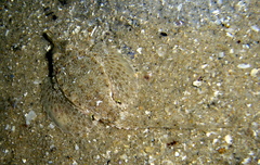 Dragonfish photo 3
