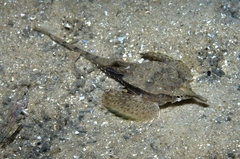Dragonfish photo 4