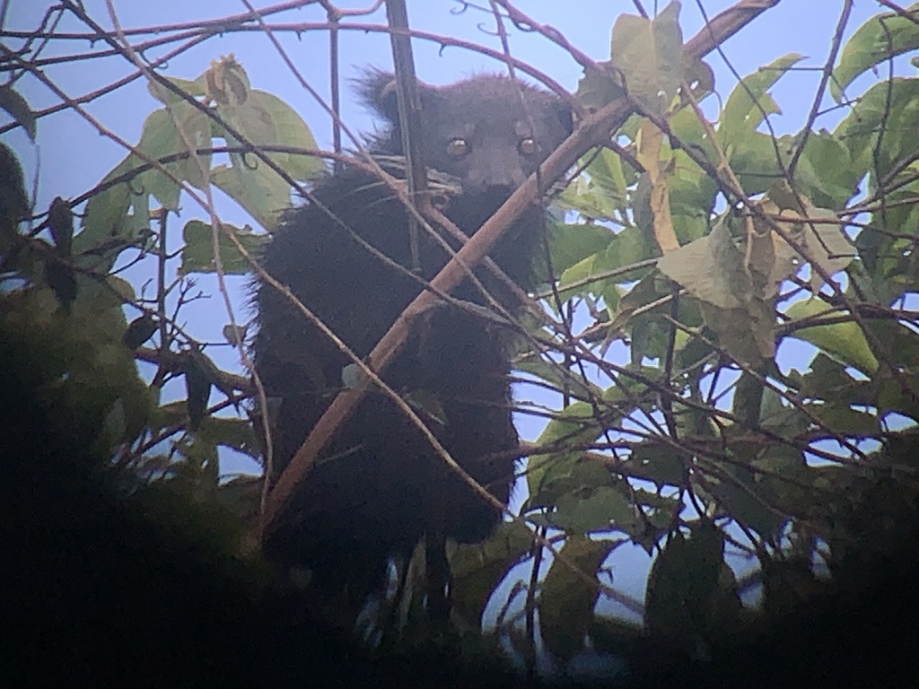 Binturong In July By Payalm Inaturalist