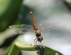 Brachythemis contaminata