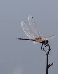 Trithemis pallidinervis