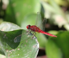 Crocothemis servilia
