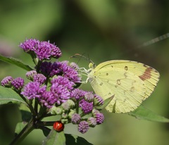 Eurema hecabe