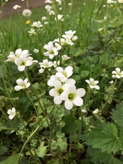 Saxifraga granulata