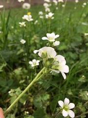 Saxifraga granulata