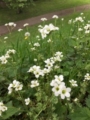 Saxifraga granulata