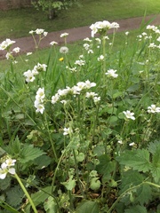 Saxifraga granulata