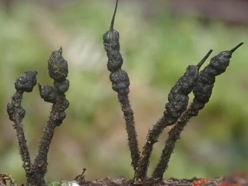 Xylaria apiculata