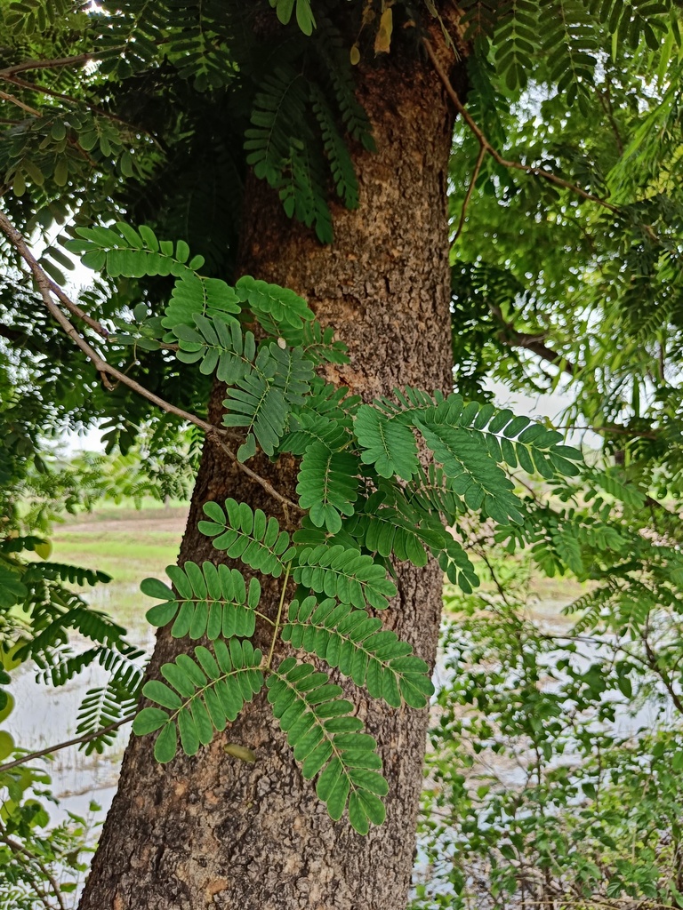 Lebec Tree lebbeck from Linjir, Chhattisgarh 496100, India on July 15, 2023 at 07: ...