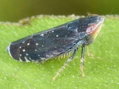 Scaphytopius frontalis