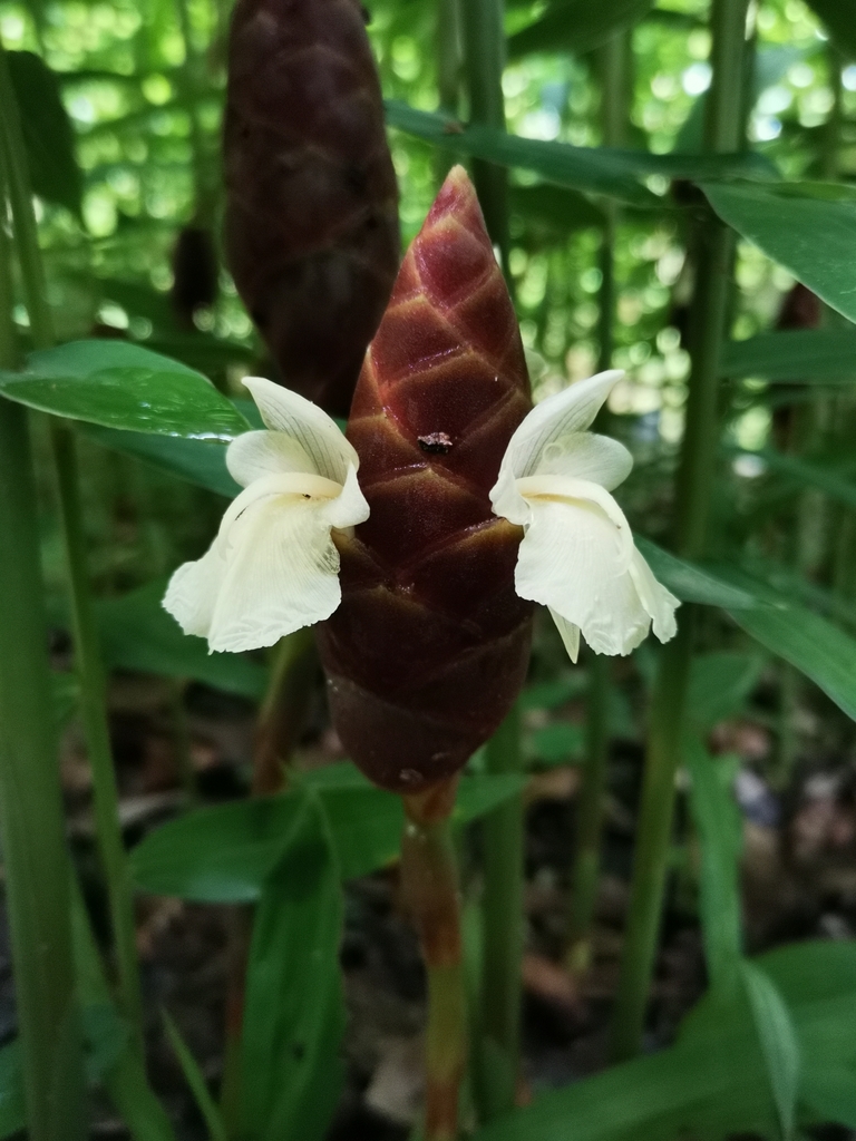 Zingiber purpureum