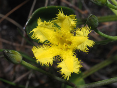 Villarsia capensis