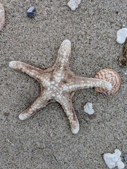 Pentaceraster cumingi