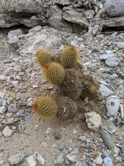 Mammillaria cerralboa