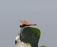 Brachythemis contaminata