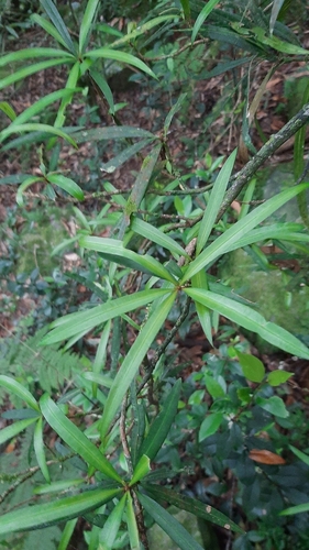Image of Podocarpus nakaii by (c) 伍志龍, some rights reserved (CC BY)
