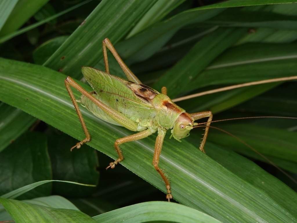 Tettigonia jungi