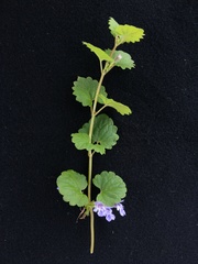 Glechoma hederacea