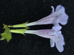 Glechoma hederacea