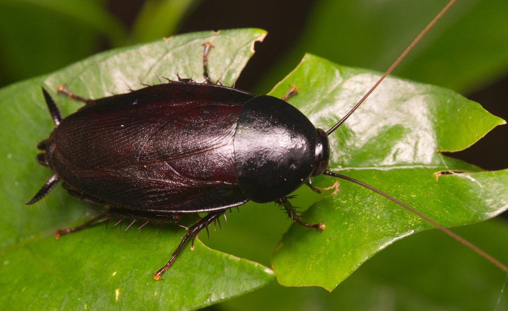 Urushi Cockroach