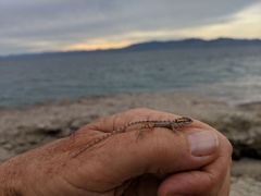 Sceloporus grandaevus
