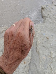 Sceloporus grandaevus